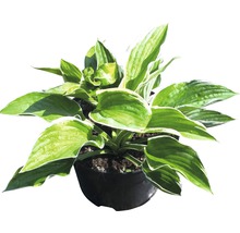 Hosta in pot voor de tuin