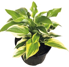 Hosta in een pot met groen-gele bladeren