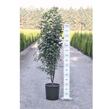 Zuilvormige krentenboom in pot met maataanduiding