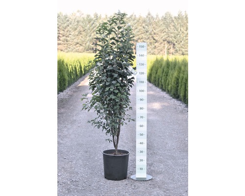 Zuilvormige krentenboom in pot met maataanduiding