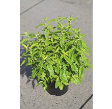 Goudmelisse plant in pot