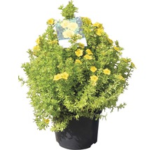 Gele struik in een pot