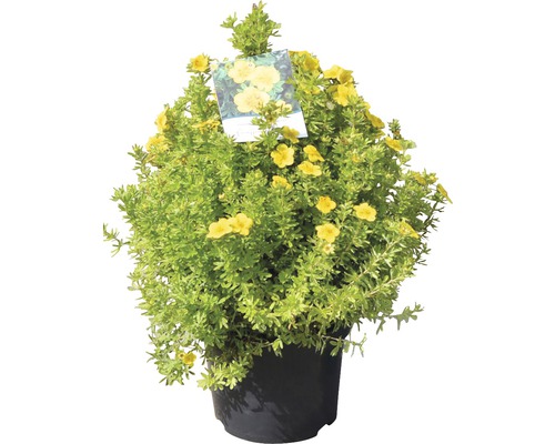 Gele struik in een pot