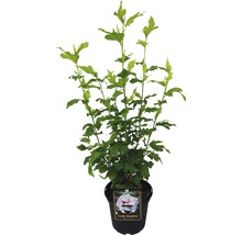 Hibiscus Lady Stanley in pot