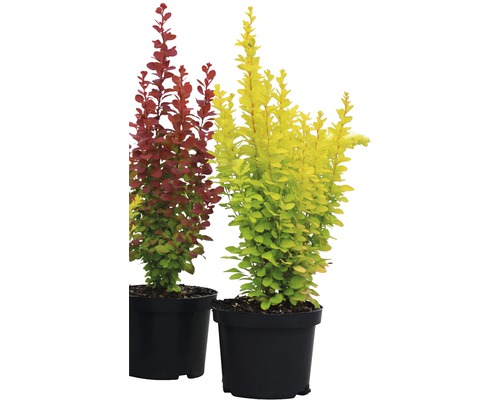 Twee zuurbessen in potten