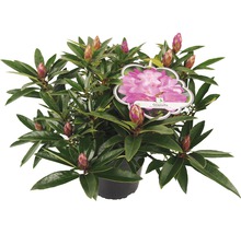 FloraSelf Pontische rhododendron Rhododendron ponticum 'Graziella' potmaat 5 liter H 25-30 cm