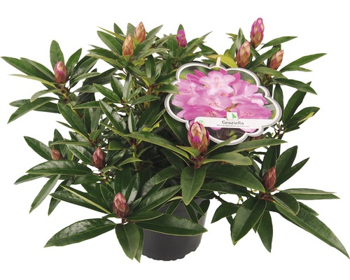 Rhododendron Graziella in pot met bloemknoppen en etiket