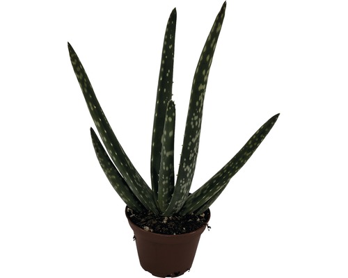 FLORASELF Aloe Vera potmaat Ø 6 cm H 10-15 cm