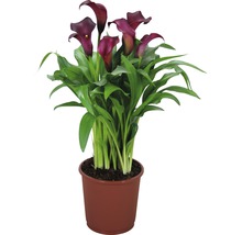 Calla plant in pot