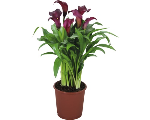 FLORASELF Aronskelk Zantedeschia rehmanii 'Allure' potmaat Ø 13 cm H 40-45 cm Calla plant in pot