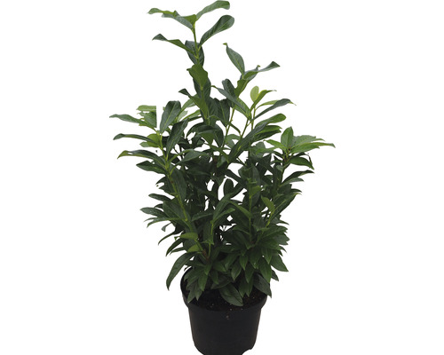 Laurierkers in een pot