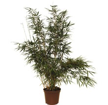 Bamboeplant in pot