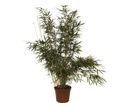 FLORASELF Bamboe Fargesia robusta Campbell potmaat Ø 26 cm H 80-100 cm