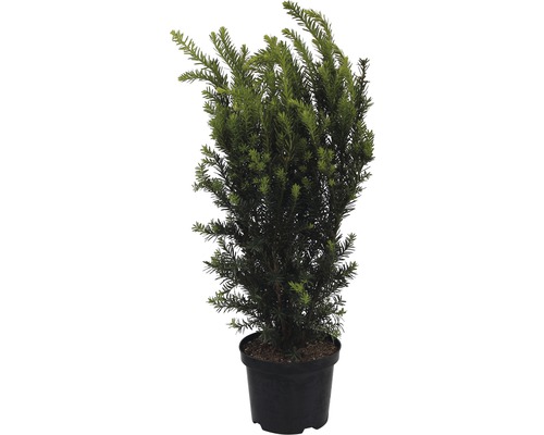 Taxus in pot