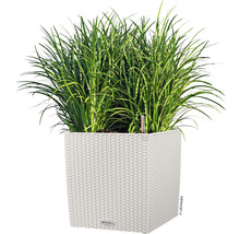 Hoog gras in een vierkante plantenbak