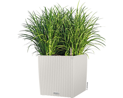 Hoog gras in een vierkante plantenbak