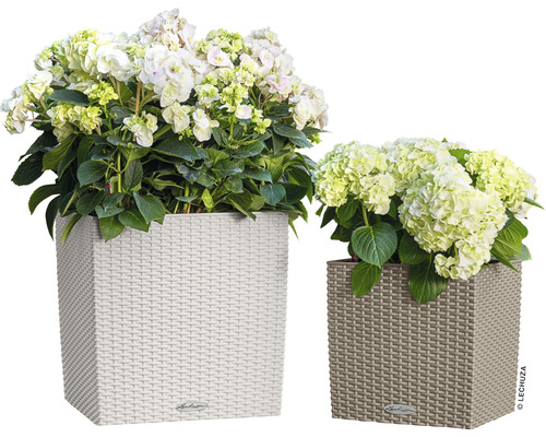 Twee vierkante plantenbakken met vlechtpatroon en hortensia beplanting