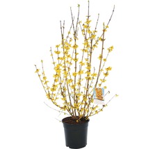 FLORASELF Chinees klokje Forsythia intermedia 'Goldrausch' potmaat Ø 29 cm H 80-100 cm
