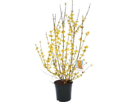 FLORASELF Chinees klokje Forsythia intermedia 'Goldrausch' potmaat Ø 29 cm H 80-100 cm