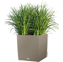 Vierkante plantenbak met beplanting
