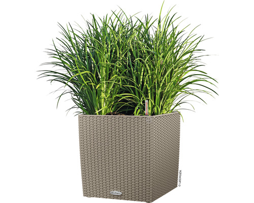 Vierkante plantenbak met beplanting