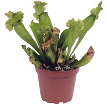 Carnivore plant in een pot