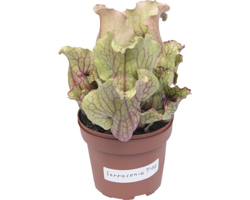 Bekerplant Sarracenia in pot