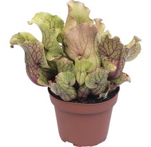 Bekerplant in een pot