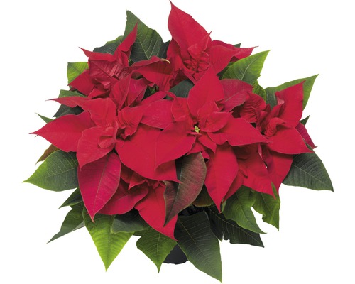 Kerstster FloraSelf Euforbia pulcherrima H 30-35 cm Ø 12 cm pot rood