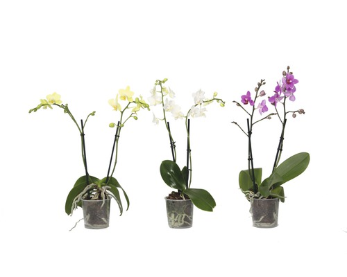 Drie mini-orchideeën in potten