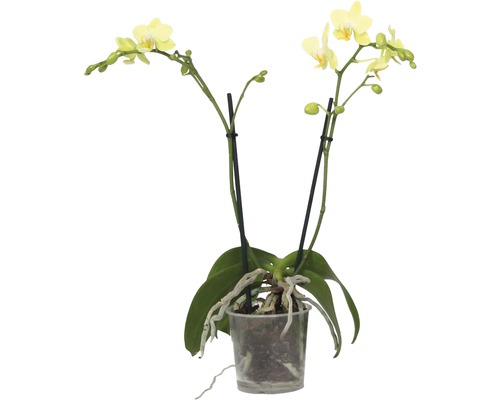 FLORASELF Orchidee Phalaenopsis multiflora potmaat Ø 9.0 cm H 35-45 cm