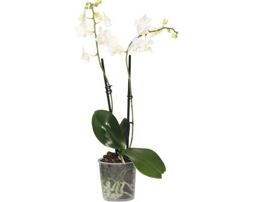 Witte vlinderorchidee in pot