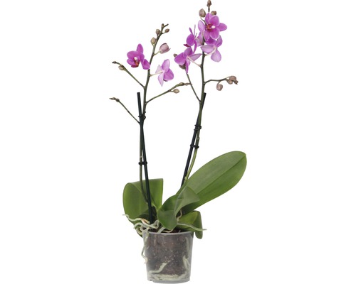 Mini-orchidee in pot met paarse bloemen