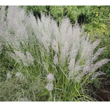 Chinees riet in de tuin