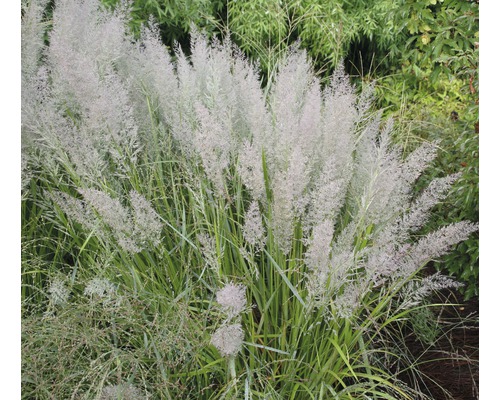 Chinees riet in de tuin