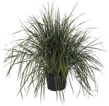 Siergras in pot voor de tuin