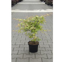 Japanse esdoorn in pot