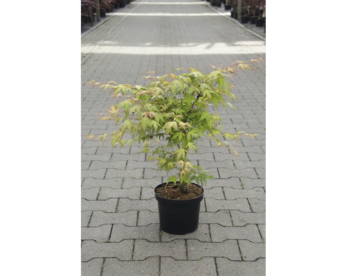 FLORASELF® Japanse esdoorn Acer palmatum 'Katsura' potmaat Ø26 cm