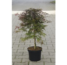 Japanse esdoorn in pot