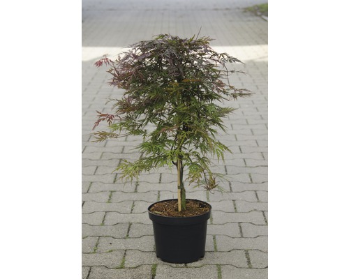 FLORASELF® Japanse esdoorn Acer palmatum 'Orangeola' potmaat Ø19 cm