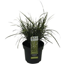 Chinees riet in pot
