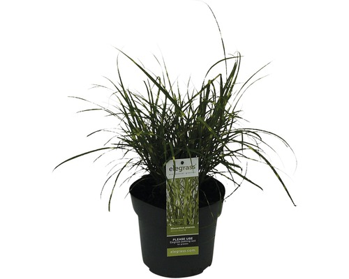 FLORASELF Prachtriet Miscanthus sinensis 'Strictus Dwarf' potmaat Ø 14 cm H 10-50 cm