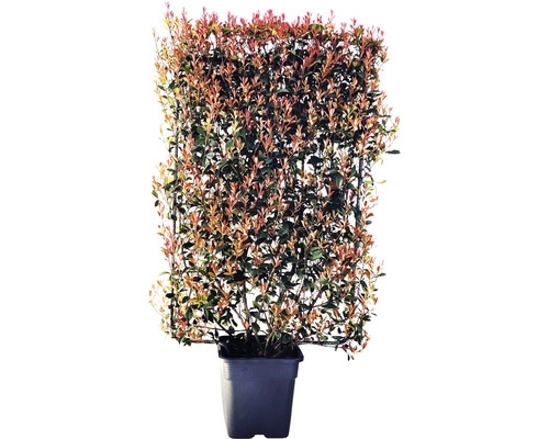 Photinia in pot met klimhulp