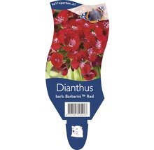 Verpakking van de Dianthus barb. Barbarini Red