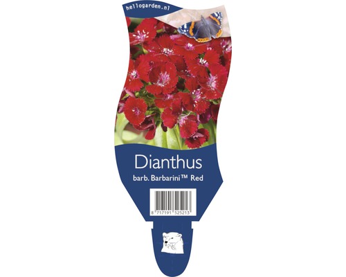Verpakking van de Dianthus barb. Barbarini Red