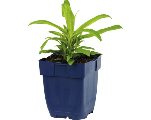 Drakenboom in pot voor binnen