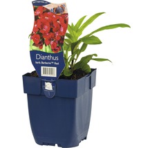 Duifkruid Dianthus barb. Barbarini Red in pot