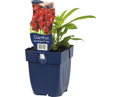 FLORASELF Duizendschoon Dianthus barbatus Ø 11 cm