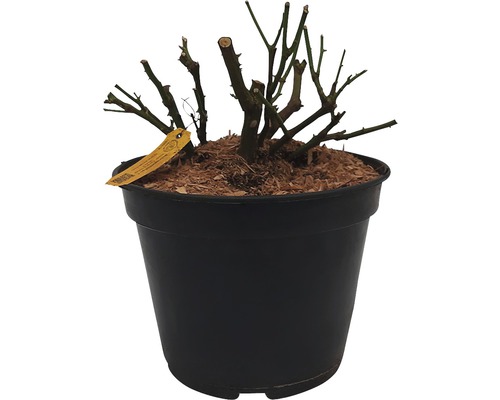 Gesnoeide roos in pot