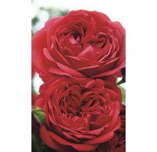Roos Rosa 'Out of Rosenheim' potmaat Ø23 cm H 30-40 cm